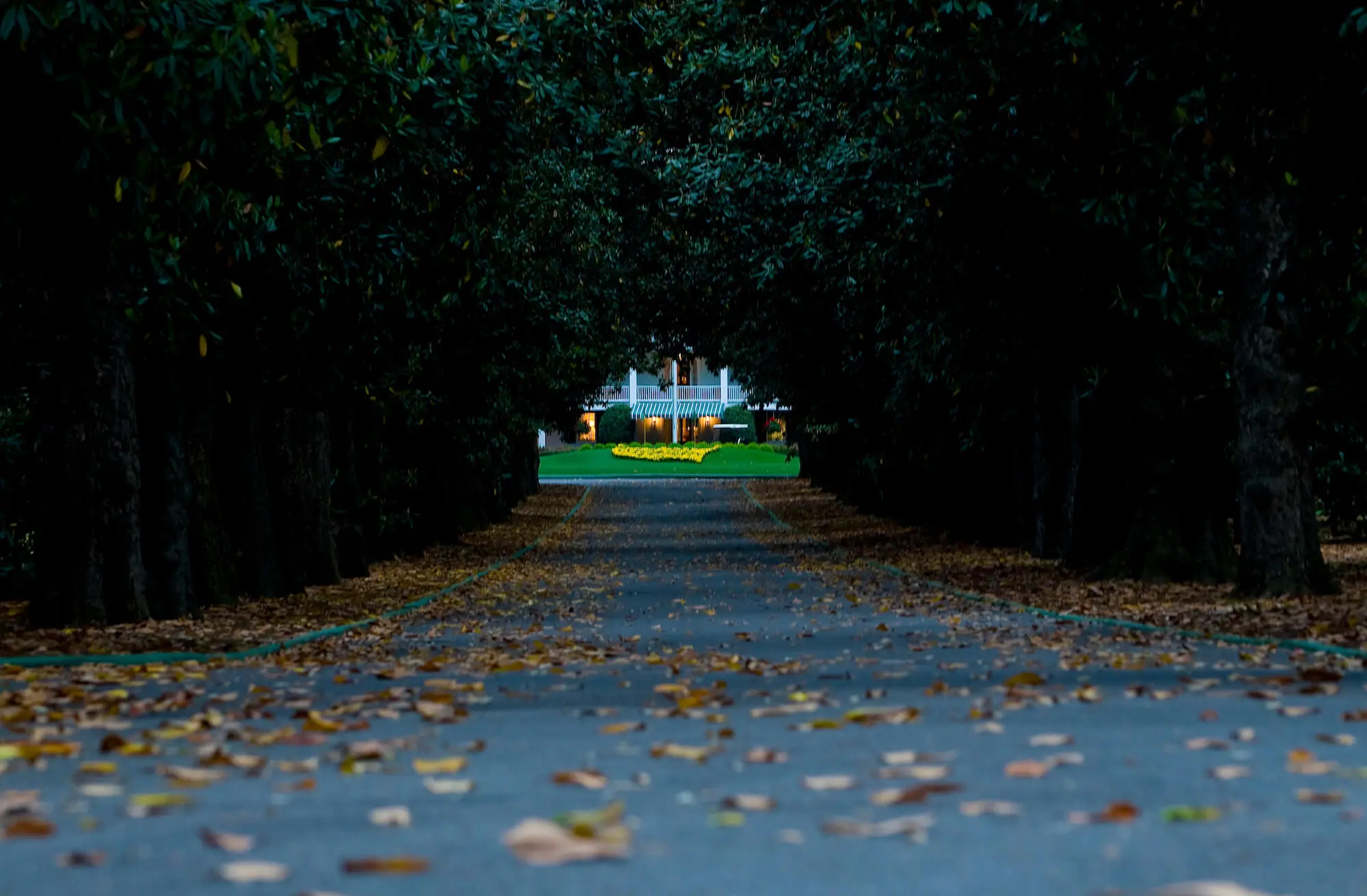 Magnolia lane at Augusta national - Stripe golf